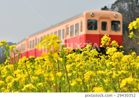 Boso·Kominato鐵路和油菜籽領域 29430352