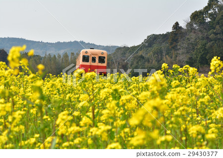 Boso·Kominato鐵路和油菜籽領域 29430377