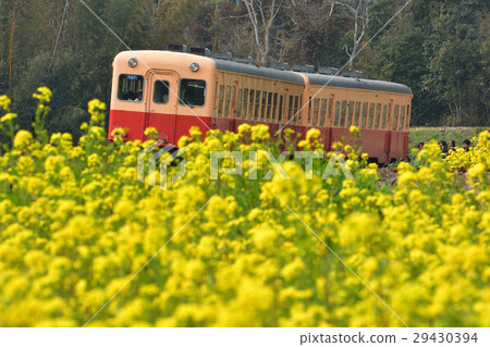 Boso · Kominato Railroad and Rapeseed field 29430394