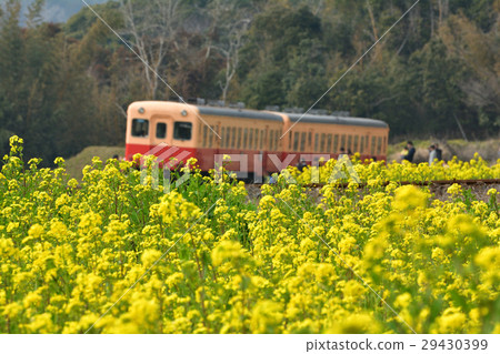 Boso·Kominato鐵路和油菜籽領域 Boso·Kominato鐵路和油菜籽領域 29430399