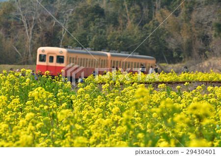 Boso·Kominato鐵路和油菜籽領域 Boso·Kominato鐵路和油菜籽領域 29430401