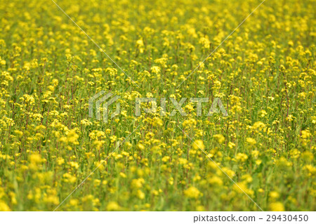 Boso·Kominato鐵路和油菜籽領域 Boso·Kominato鐵路和油菜籽領域 29430450