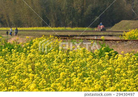 Boso · Kominato Railroad and Rapeseed field 29430497