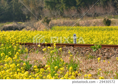 Boso·Kominato鐵路和油菜籽領域 Boso·Kominato鐵路和油菜籽領域 29430572