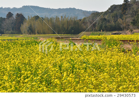 Boso · Kominato Railroad and Rapeseed field 29430573
