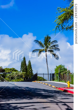 棕櫚樹 棕櫚樹 29430973