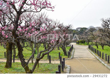 在大阪城公園的梅花 在大阪城公園的梅花 29431272