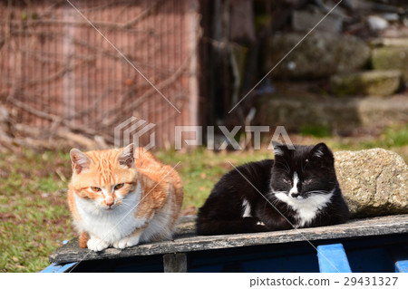 Fishing port fare 29431327