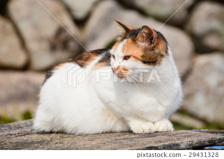 Fishing port fare 29431328