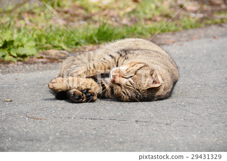 Fishing port fare 29431329