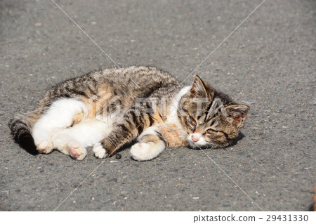 Fishing port fare 29431330