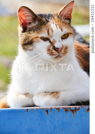 Fishing port fare 29431331