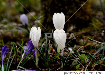 Crocus 29431780