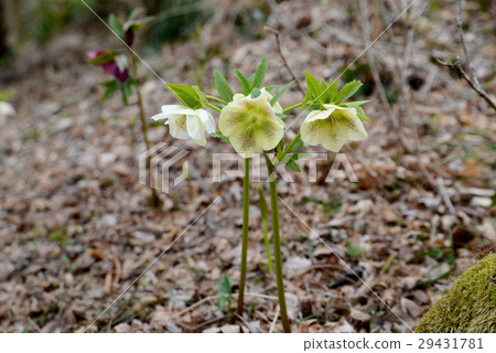 White Helbols 29431781