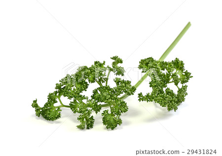 香菜 29431824