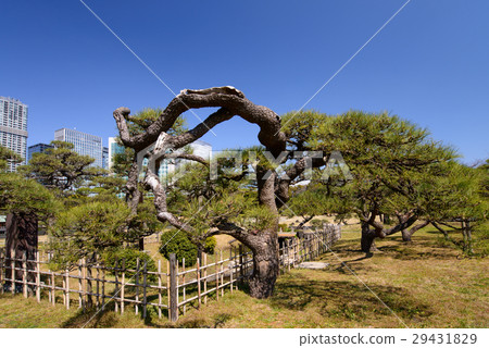 Damaged pine 29431829