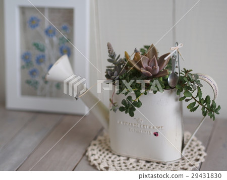 Succulent plants and natural antique miscellaneous goods 29431830