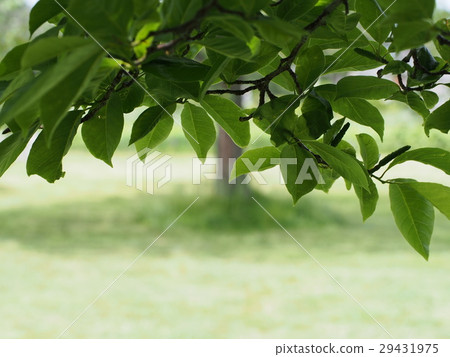 Pretty fresh green of the park Pretty fresh green of the park 29431975