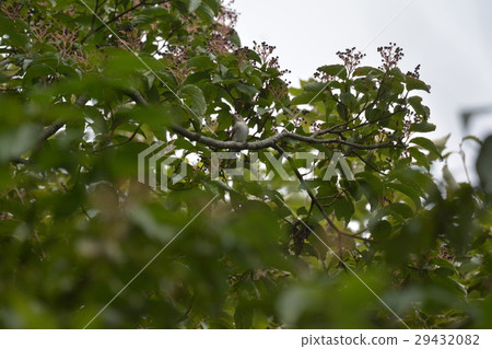 Kosametepataki Kosametepataki 29432082