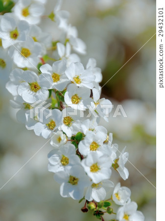 Yukiyanagi綻放白花 29432101