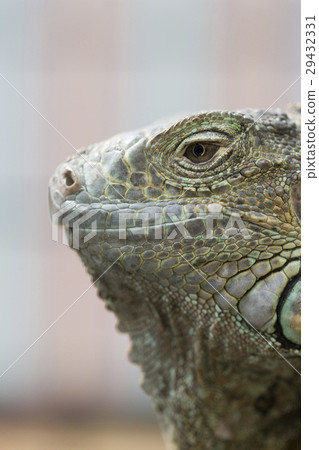 Green iguana face up 29432331