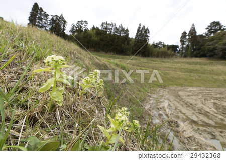 Fukinoto Fukinoto 29432368