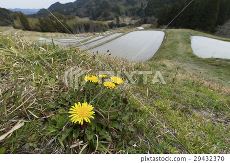 罐裝蒲公英 罐裝蒲公英 29432370