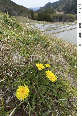 罐裝蒲公英 29432371