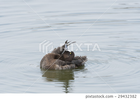 女性的尾巴 29432382