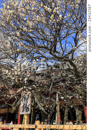 Dazaifu Tenmangu Shrine and Ume 29432567