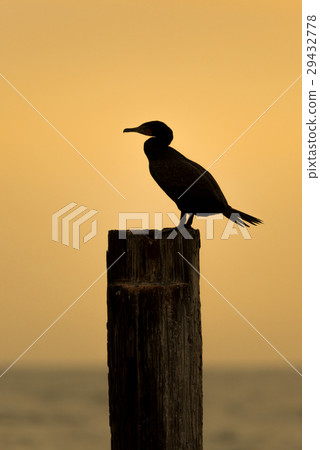 Silhouette of the cormorant at sunset. 29432778