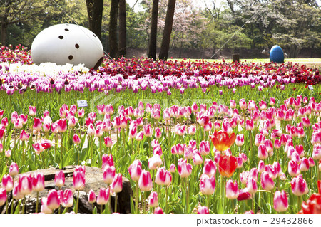 Hitachi beach park tulip 29432866