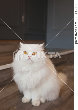 portrait cute Tabby cat Fluffy pet looks curious 29433032