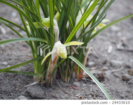 哈倫蘭順蘭 29433610