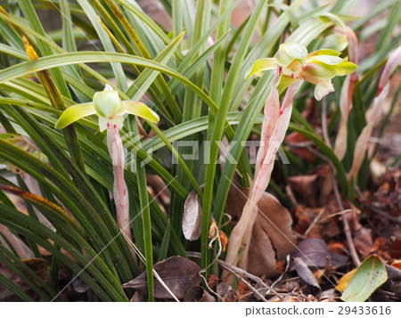 Harun Lan Shun Lan 29433616