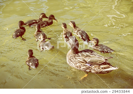 Wild Mallard duck with youngs, yellow photo filter Wild Mallard duck with youngs, yellow photo filter 29433844