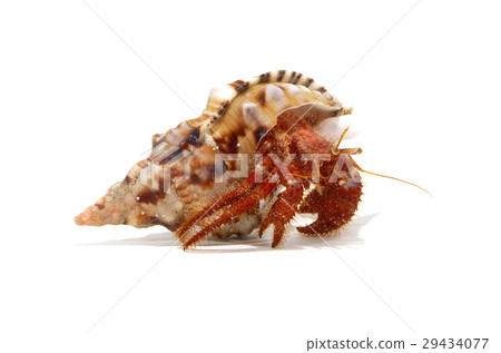 Ishidami hermit crab 29434077