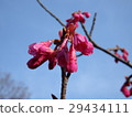 冷scape櫻桃芽 29434111