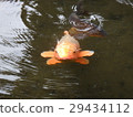 池塘的鯉魚 29434112
