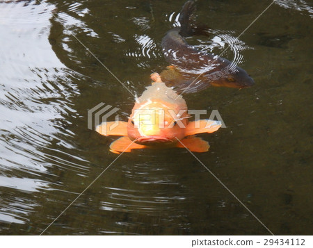 池塘的鯉魚 29434112