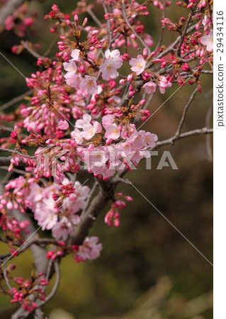 Sakura (Jindai Akebono) 29434116