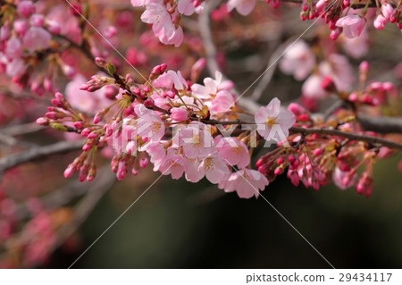 Sakura (Jindai Akebono) 29434117