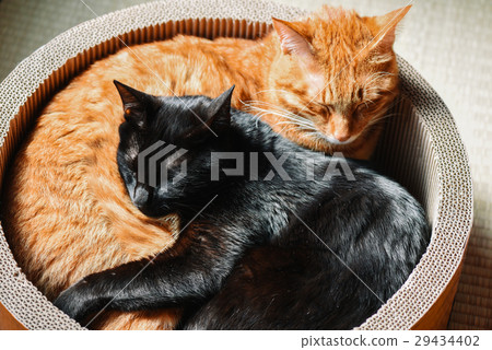 A nap of a black cat and a tea tiger cat 29434402