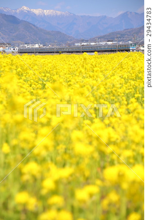 Odakyu Line and Rape Blossom 29434783