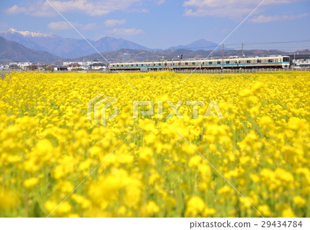 Odakyu Line and Rape Blossom 29434784