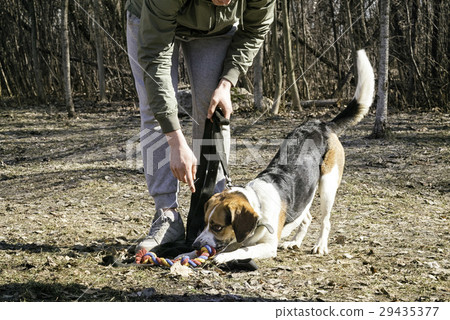 beagle playing with its owner outdoor 29435377