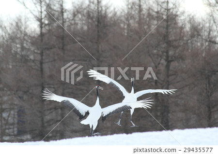 Cranes dancing on the snowy field 29435577