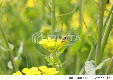 Rape blossoms and bees 29435817