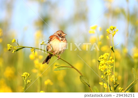Hoakka and horse mustard 29436251