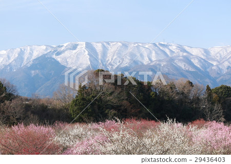 Inabe Plum和Suzuka Mountains 29436403